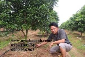 cam_canh_tuoi_nho_giot1